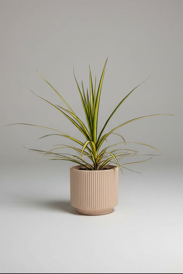 Dracaena lemon and lime in nude pot