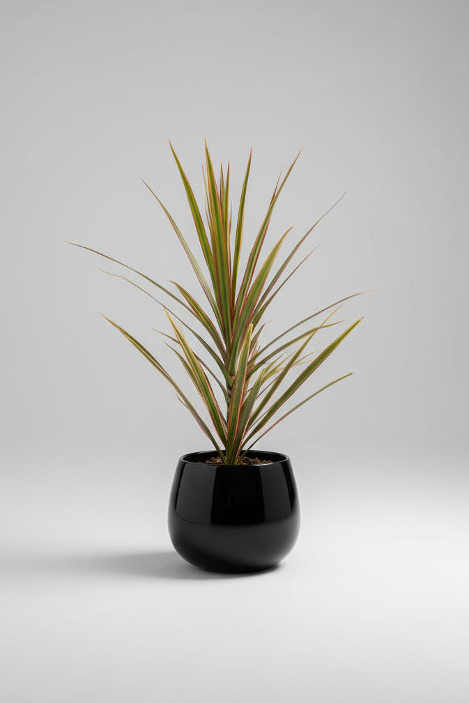Dracaena marginata in bulbous black glossy pot