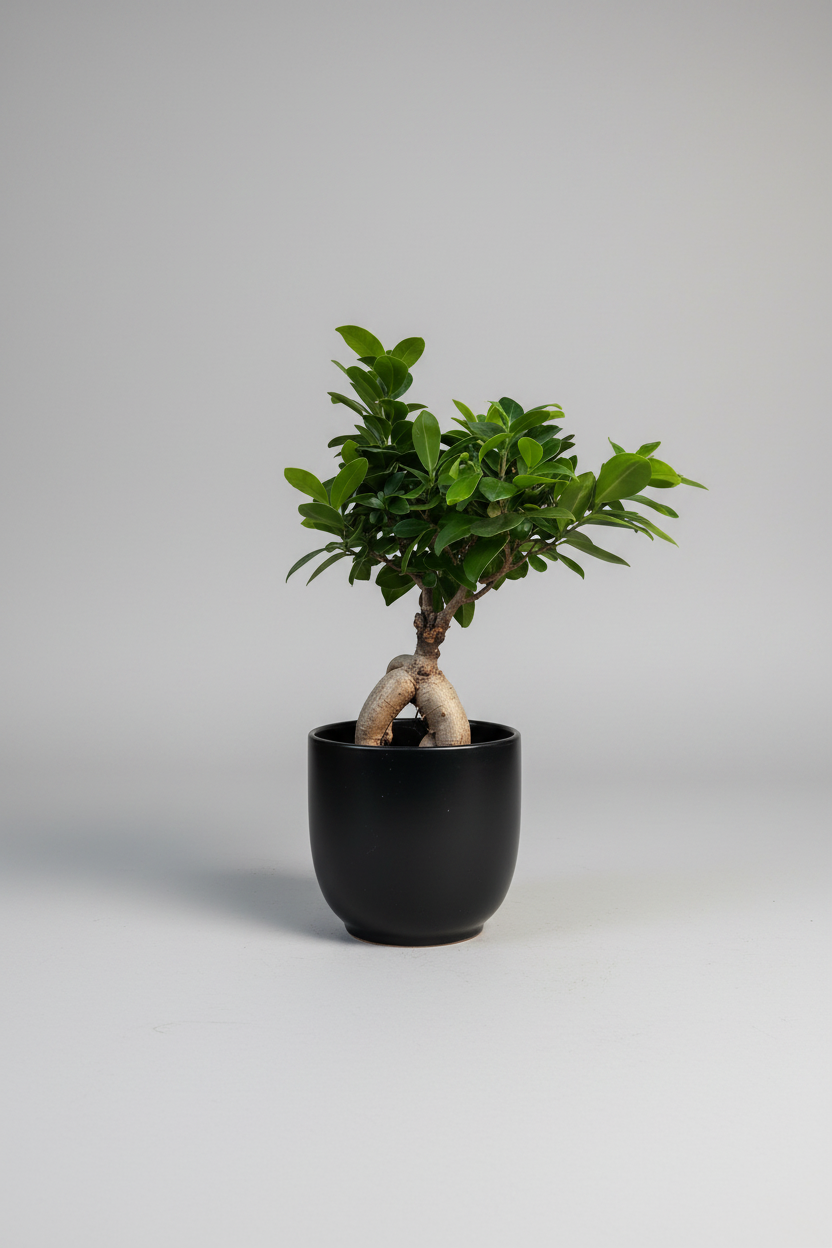 A potted green plant in a glossy black pot, placed on a weathered gray wooden table outdoors with trees and a stone path in the background.