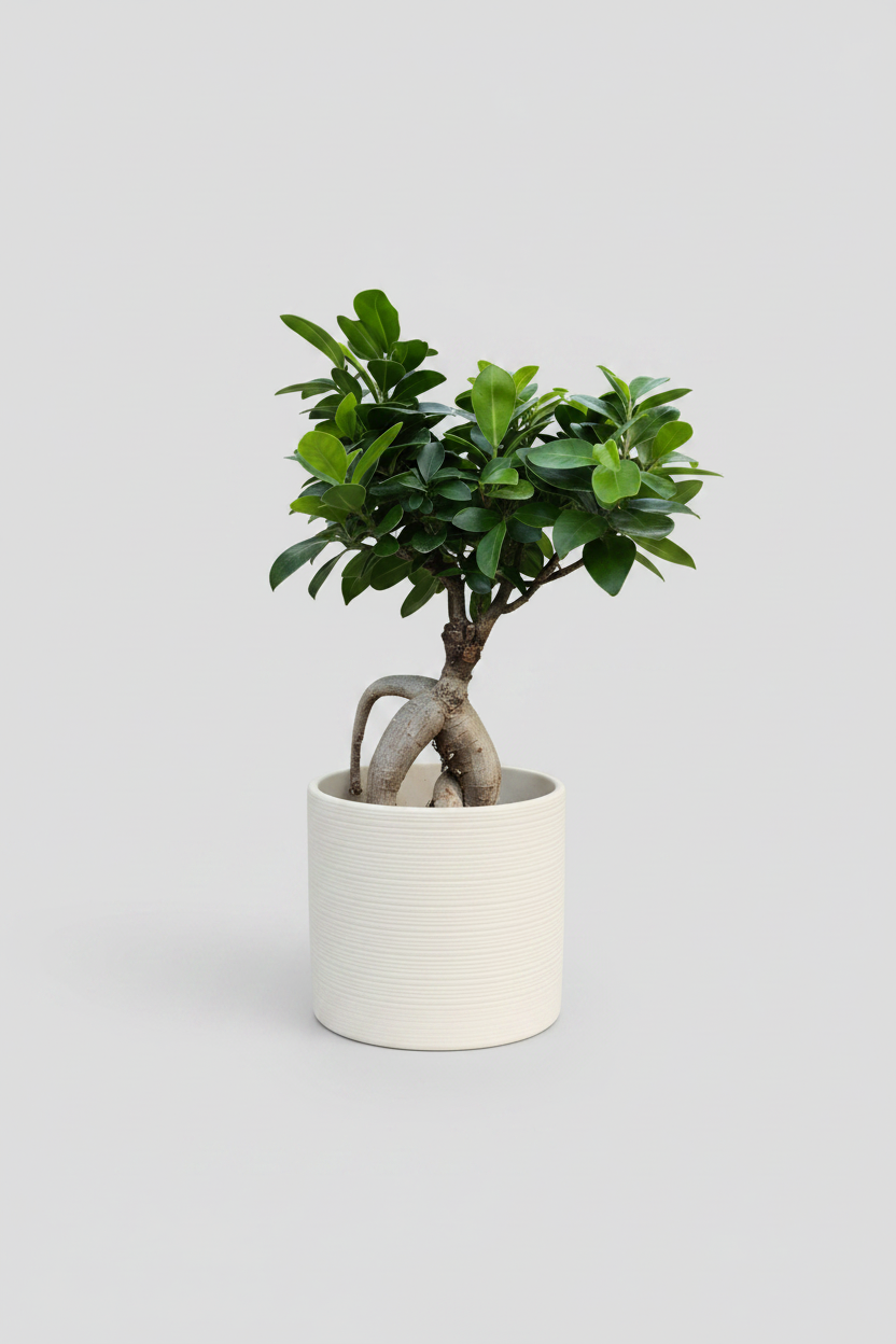A white ribbed ceramic planter pot containing a small tree or shrub, placed on a weathered gray wooden garden bench outdoors.
