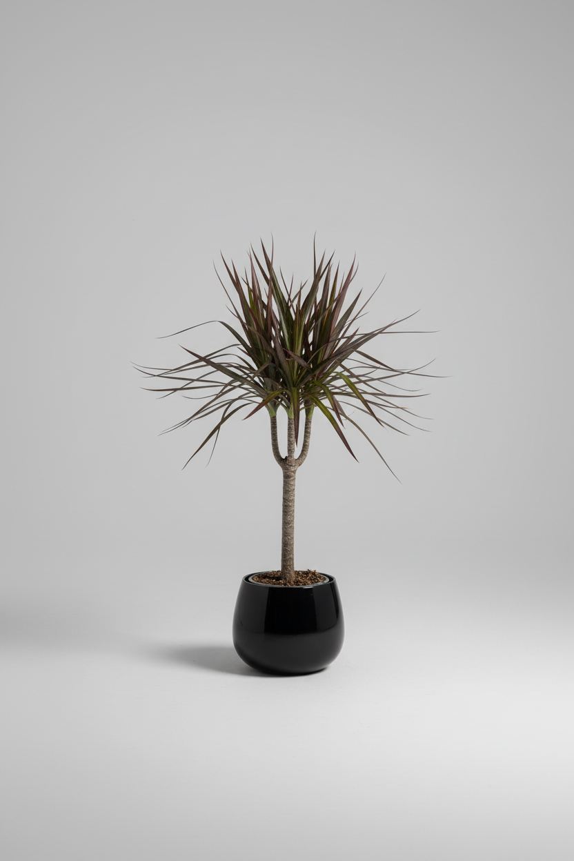 Dracaena dark | Dragon Tree (Black Glossy pot)
