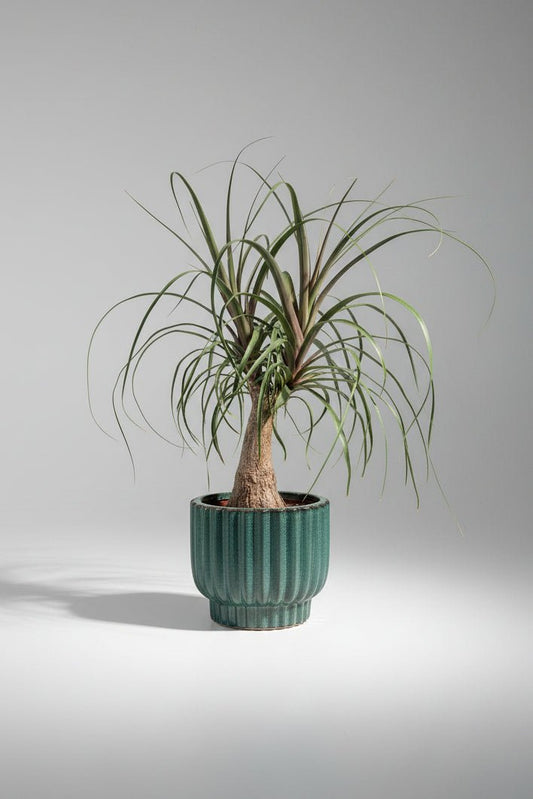 Ceramic Art: Beaucarnea Ponytail Palm | Turquoise Ceramic Pot - Royally Rooted