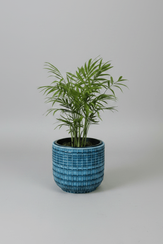 Ceramic Art: Chamaedorea elegans | Blue Ceramic Geometric Pot - Royally Rooted