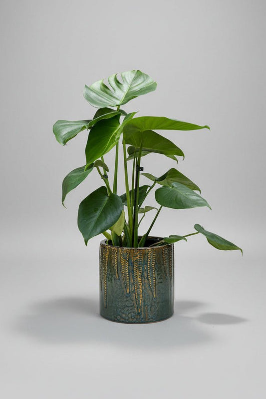 Ceramic Art: Monstera deliciosa | Gold & Green Ceramic Pot - Royally Rooted