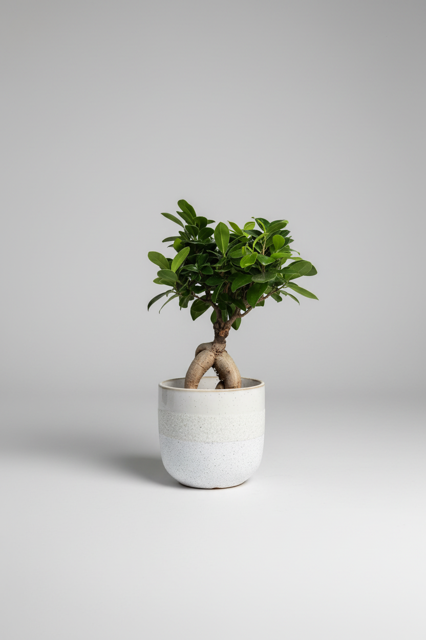 A potted green plant in a white speckled ceramic pot, placed on a weathered wooden garden bench outdoors.