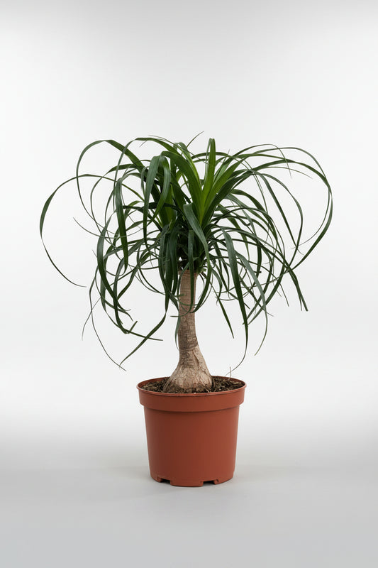 Beaucarneau (Ponytail Palm)