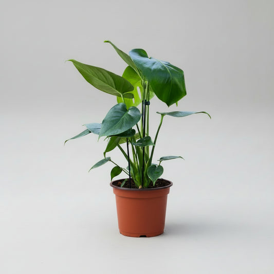 Monstera deliciosa