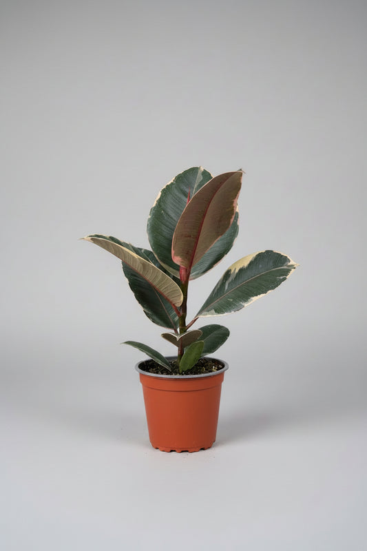 Ficus elastica