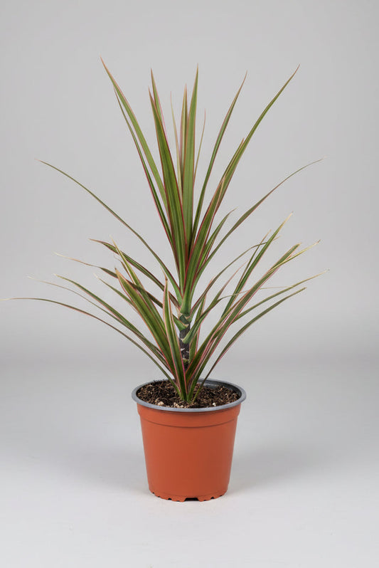 Dracaena marginata