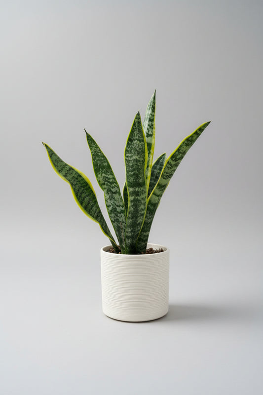 Sansevieria in cream ceramic pot