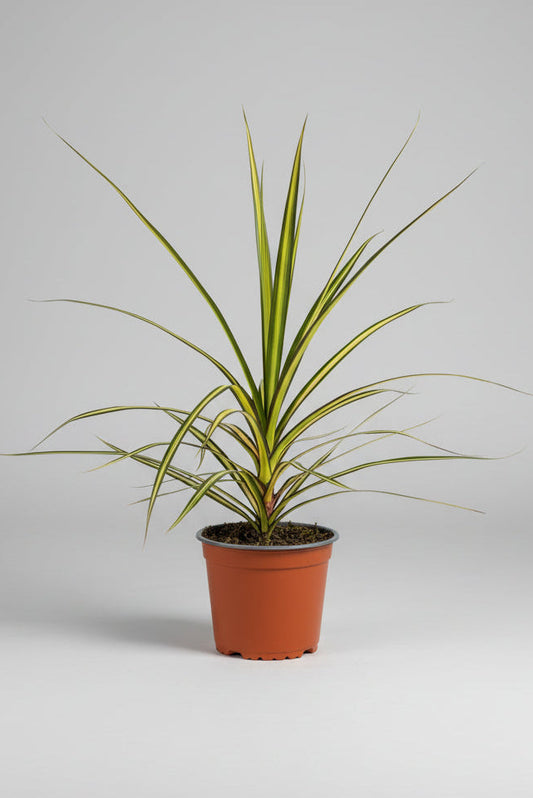 Dracaena lemon and lime