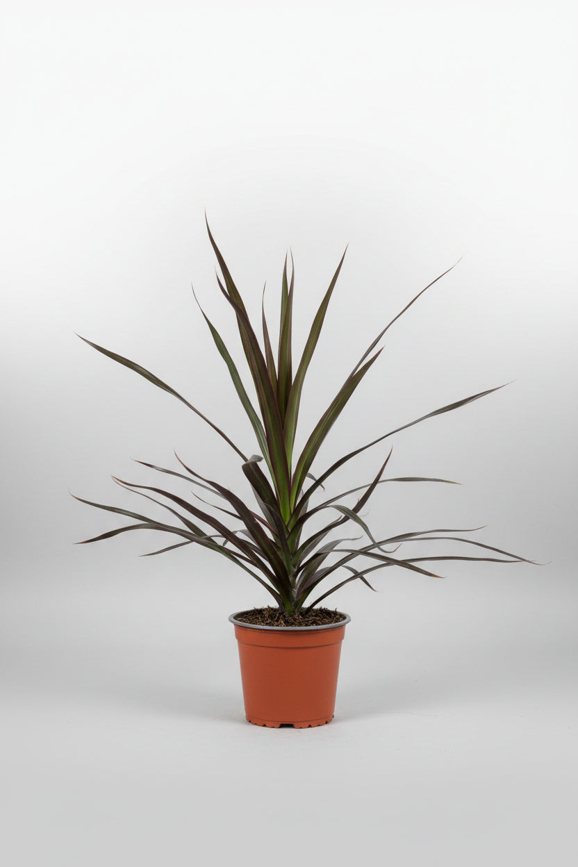 Dracaena dark