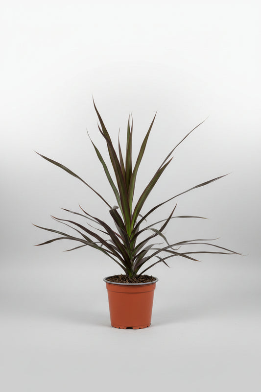 Dracaena dark