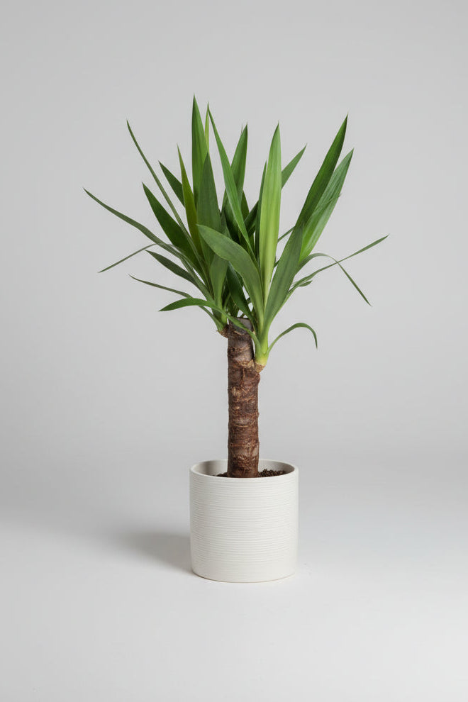 Yucca in cream ceramic pot