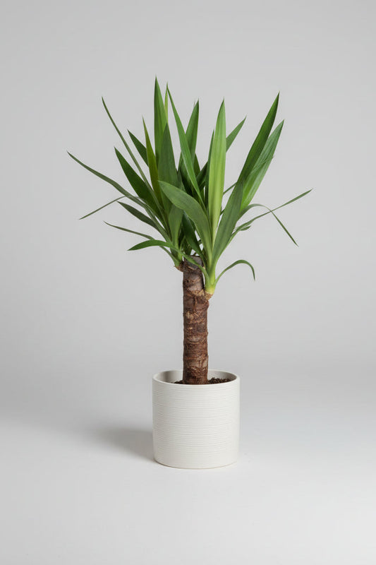 Yucca in cream ceramic pot