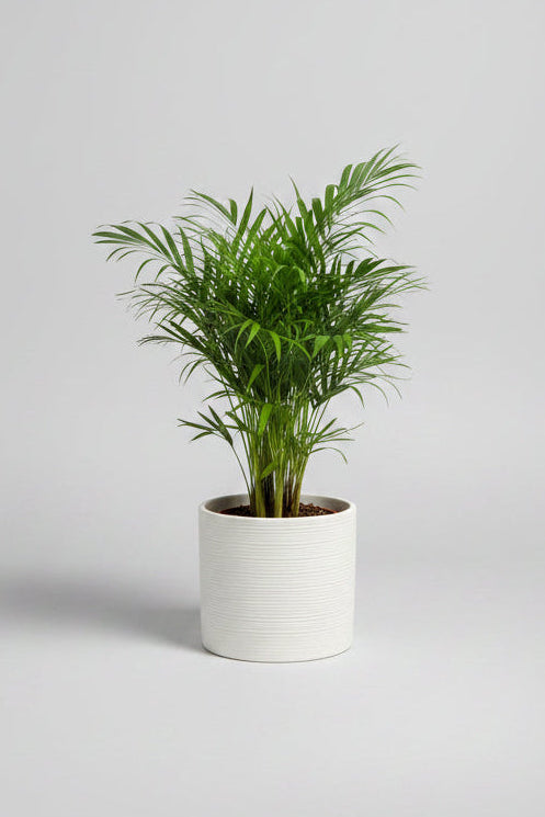 Chamaedorea in cream ceramic pot