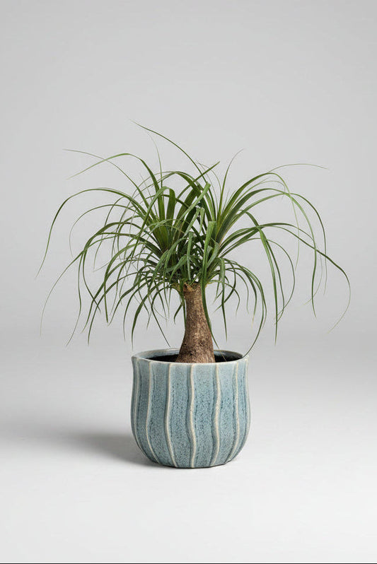 Ponytail palm in blue speckled ceramic pot
