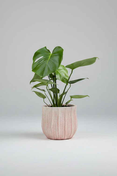 Monstera in pink speckled ceramic pot