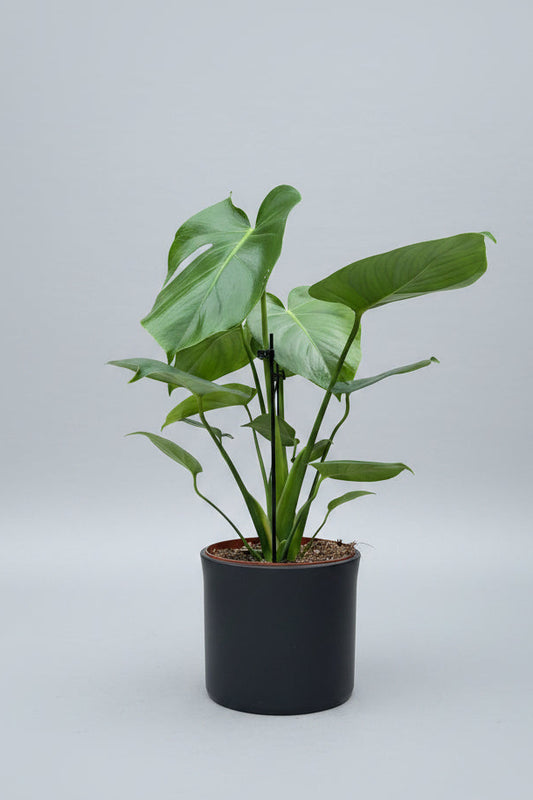Monstera in smooth black pot
