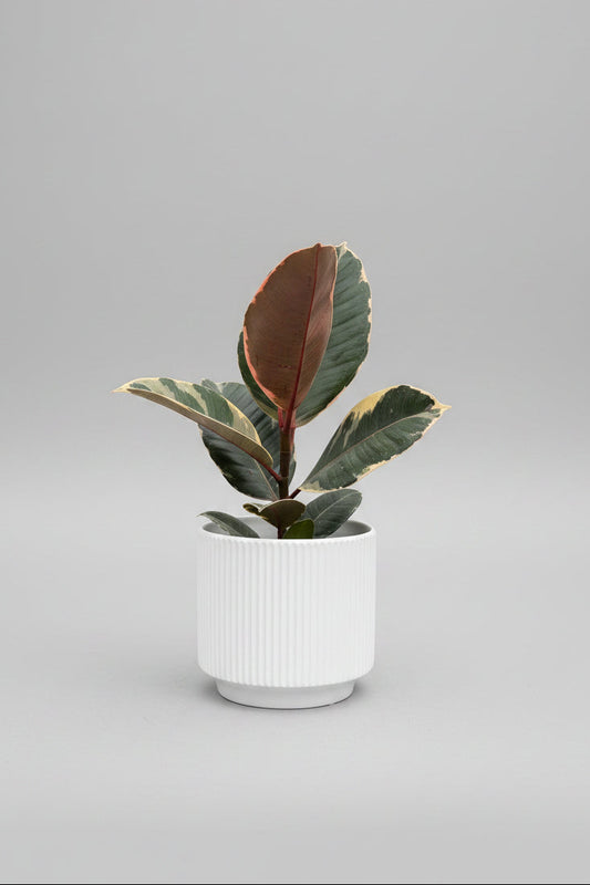 Ficus in white ribbed ceramic pot