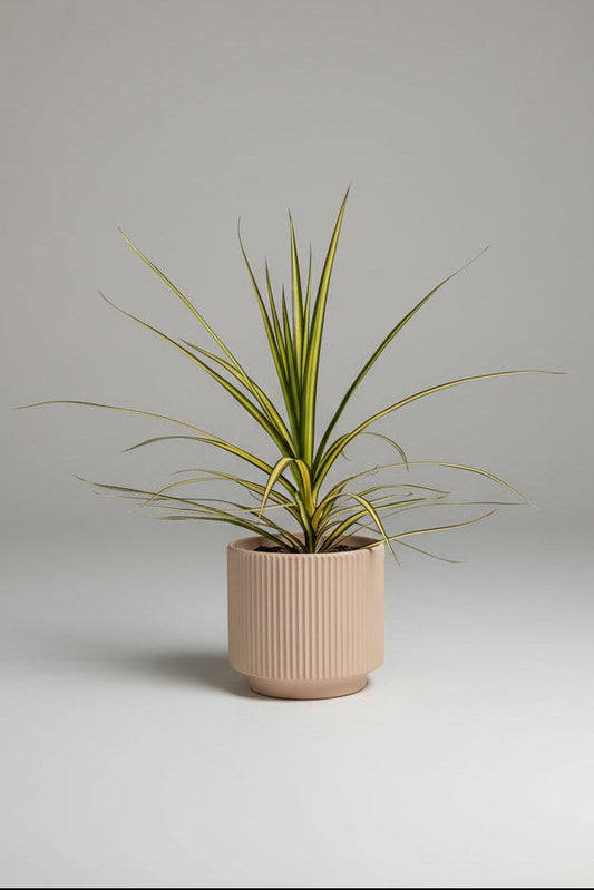 Dracaena lemon and lime in nude pot