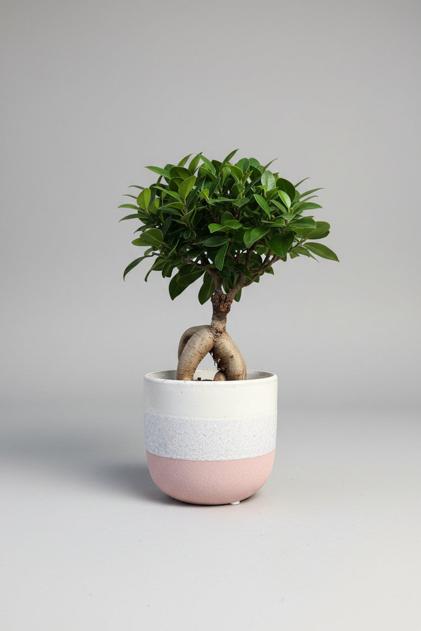 A small potted tree with green leaves and a thick trunk, placed in a ceramic pot with a white, light blue, and dusty pink gradient design, sitting on a weathered wooden table outdoors.