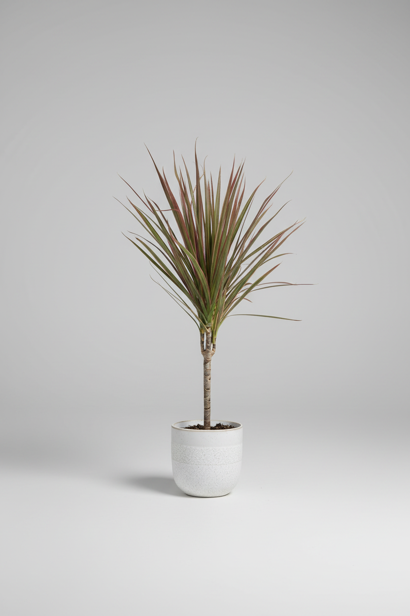 A potted red-and-green dracaena plant in a white cylindrical pot, placed on a weathered white wooden bench outdoors on a stone patio with trees and blue sky in the background.