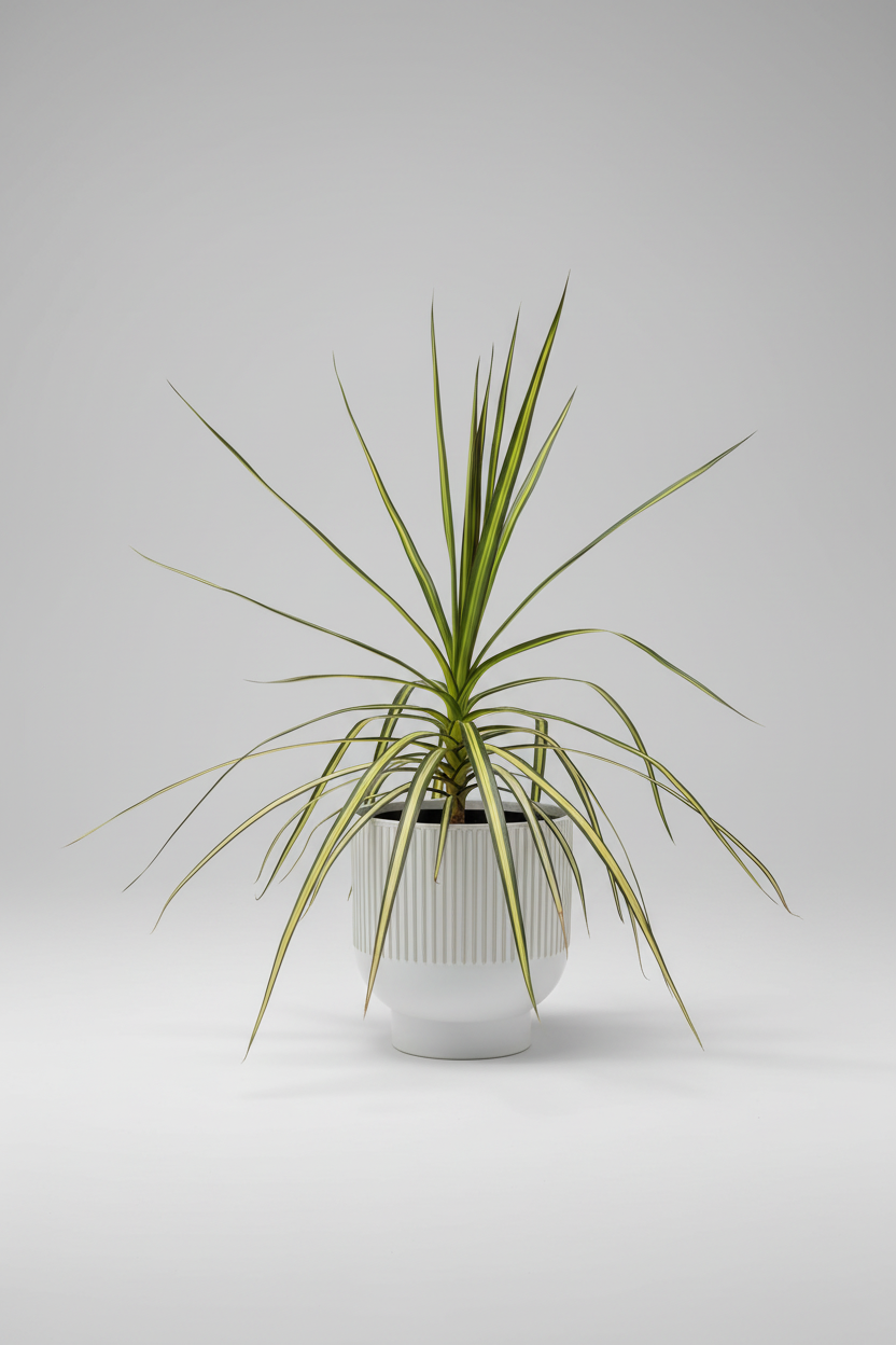 A potted variegated Dracaena massangeana (snake plant) with long green and yellow variegated leaves, displayed on a weathered wooden bench in an outdoor garden setting.