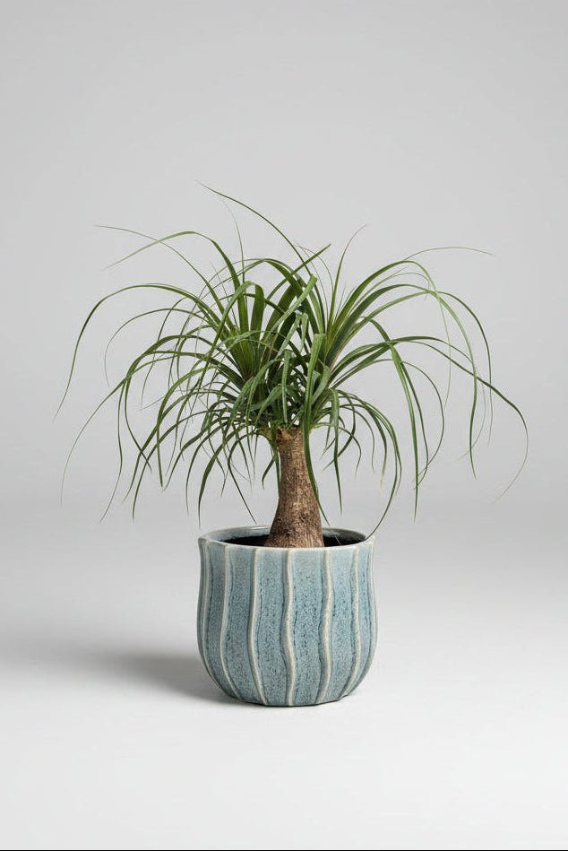 Beaucarnea | Ponytail Palm (Blue Ceramic Pot) - Royally Rooted