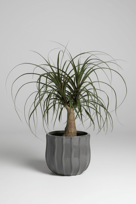 Beaucarnea | Ponytail Palm (Grey Ceramic Pot) - Royally Rooted