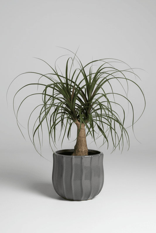 Beaucarnea | Ponytail Palm (Grey Ceramic Pot) - Royally Rooted