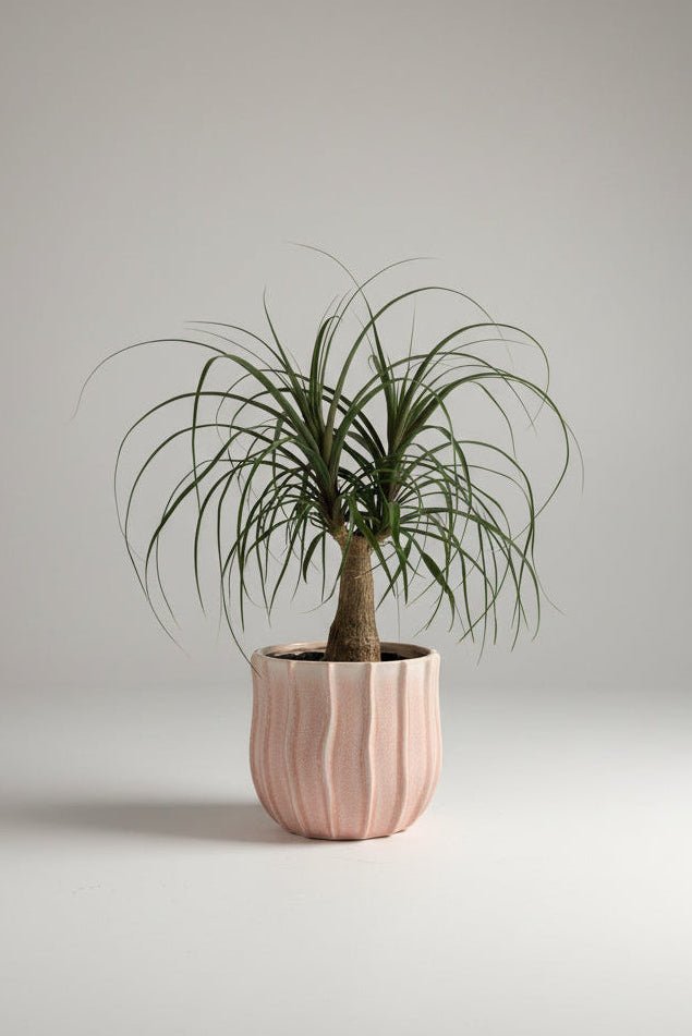 Beaucarnea | Ponytail Palm (Pink Ceramic Pot) - Royally Rooted