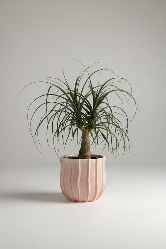 Beaucarnea | Ponytail Palm (Pink Ceramic Pot) - Royally Rooted