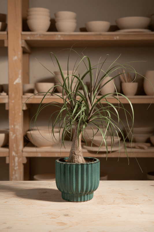 Ceramic Art: Beaucarnea Ponytail Palm | Turquoise Ceramic Pot - Royally Rooted