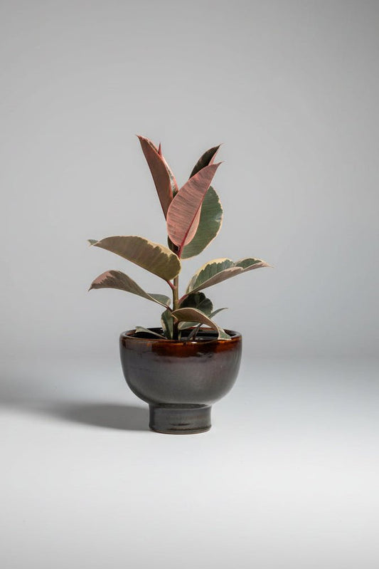Ceramic Art: Ficus elastica | Grey & Brown Bowl Ceramic Pot - Royally Rooted