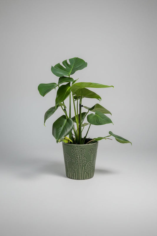 Ceramic Art: Monstera deliciosa | Floral Green Ceramic Pot - Royally Rooted