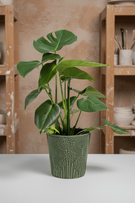 Ceramic Art: Monstera deliciosa | Floral Green Ceramic Pot - Royally Rooted