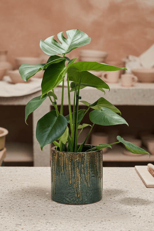 Ceramic Art: Monstera deliciosa | Gold & Green Ceramic Pot - Royally Rooted