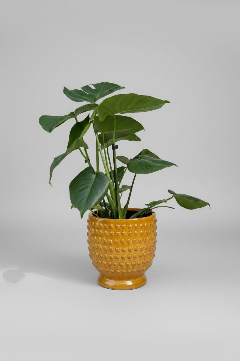 Ceramic Art: Monstera deliciosa | Yellow Dot Ceramic Pot - Royally Rooted