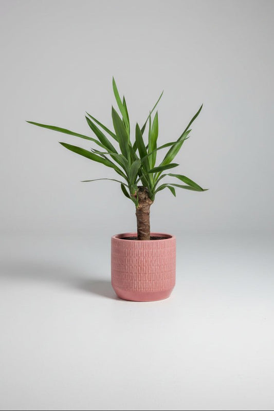 Ceramic Art: Yucca | Coral Pink Geometric Ceramic Pot - Royally Rooted