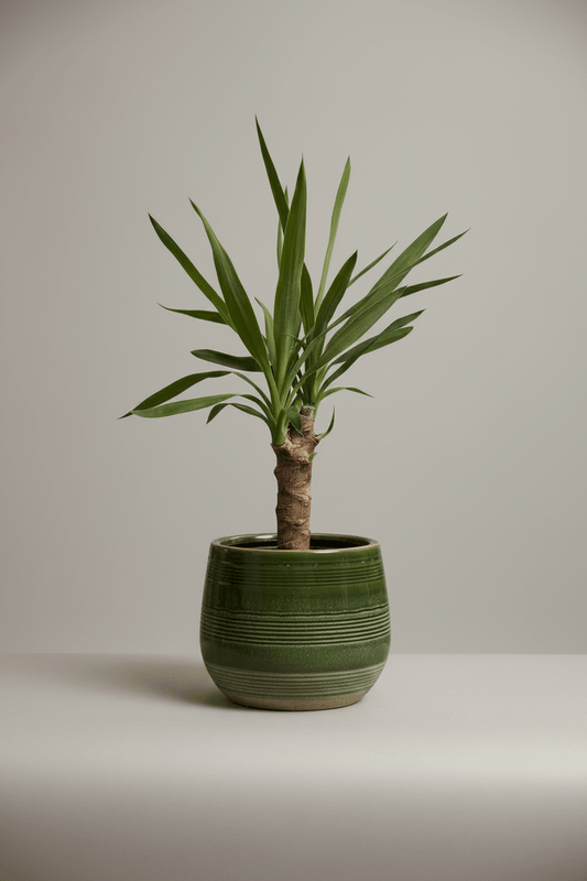 Ceramic Art: Yucca | Green & Beige Ridged Ceramic Pot - Royally Rooted