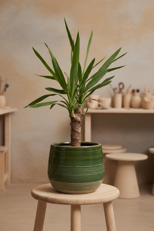 Ceramic Art: Yucca | Green & Beige Ridged Ceramic Pot - Royally Rooted