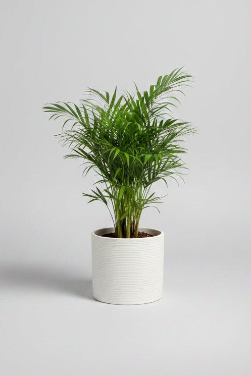 Chamaedorea elegans (Cream Ceramic Pot) - Royally Rooted