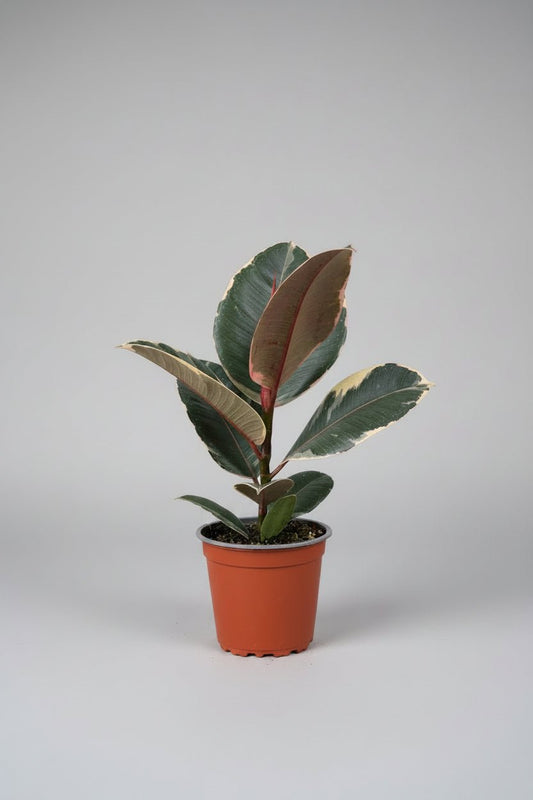 Ficus elastica | Rubber Plant - Royally Rooted
