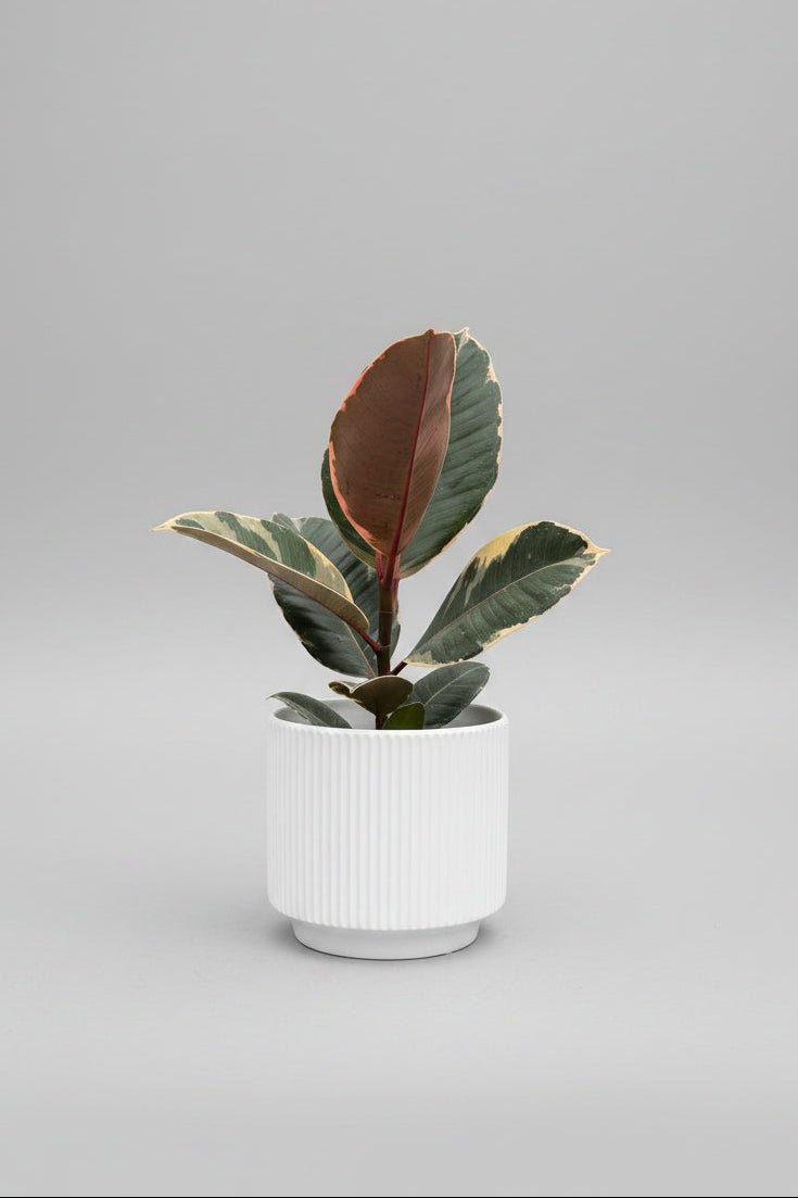 Ficus elastica | Rubber Plant (White Ceramic Pot) - Royally Rooted