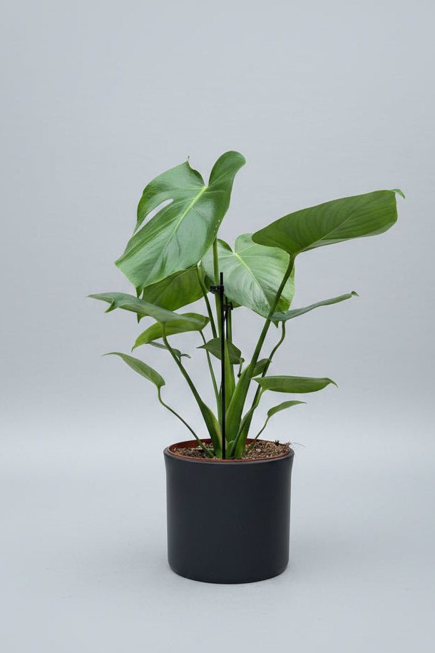 Monstera deliciosa | Swiss Cheese Plant (Black Ceramic Pot) - Royally Rooted