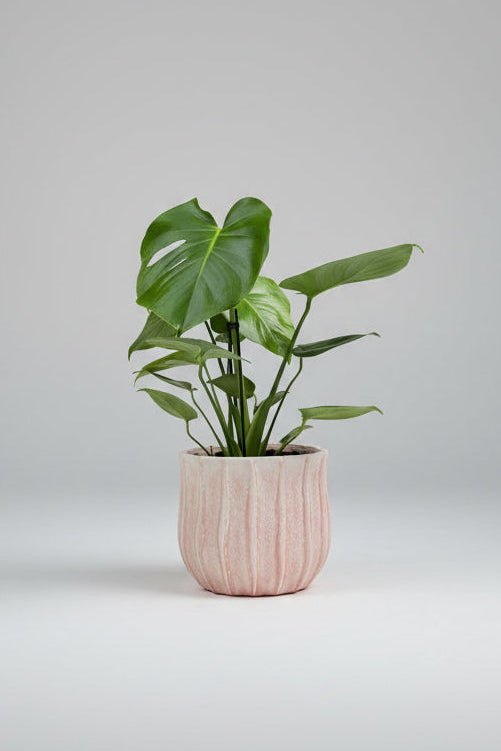Monstera deliciosa | Swiss Cheese Plant (Pink Ceramic Pot) - Royally Rooted
