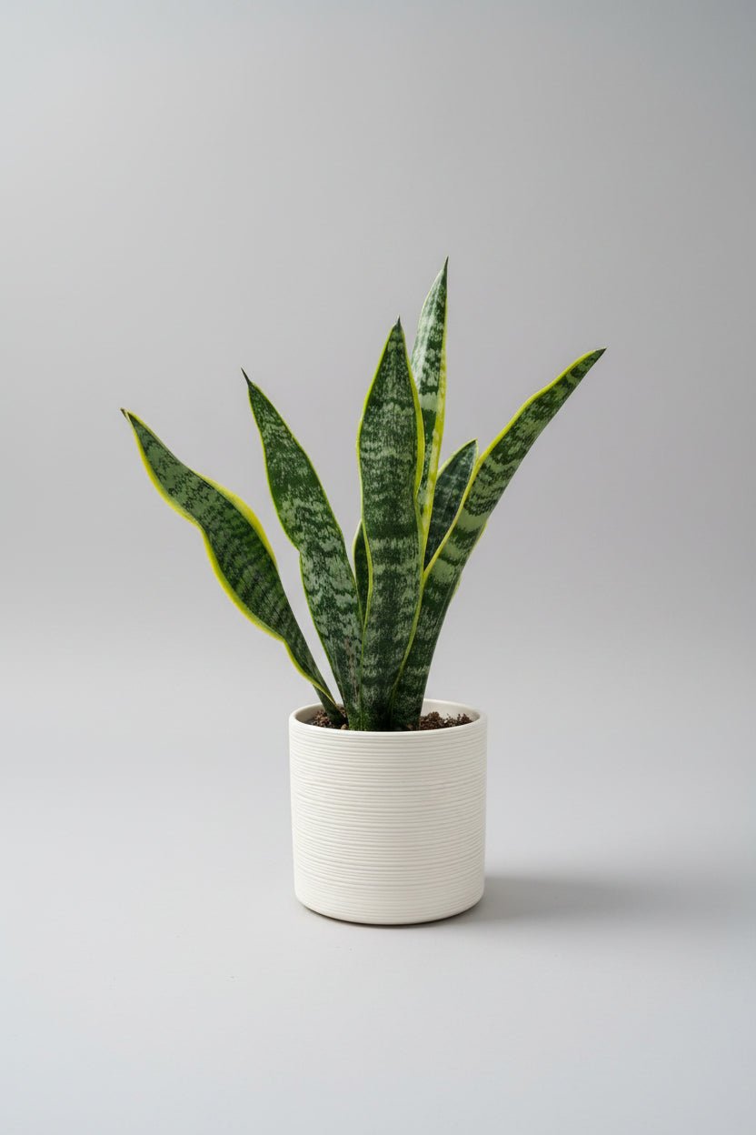 Sansevieria | Snake Plant — Cream Ceramic Pot - Royally Rooted