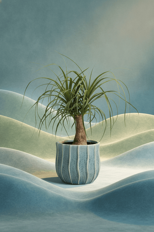 SS26 Beaucarnea | Pontail Palm - Royally Rooted