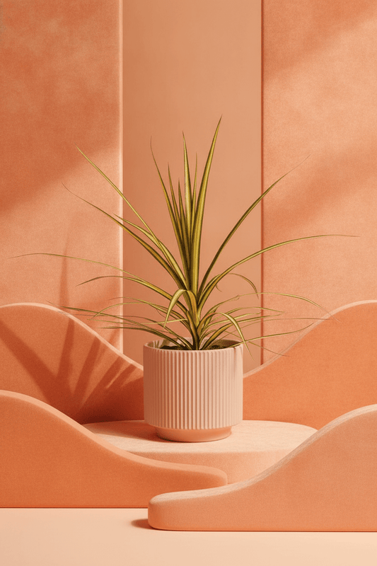 SS26 Dracaena 'Lemon and Lime' | Dragon Tree - Royally Rooted
